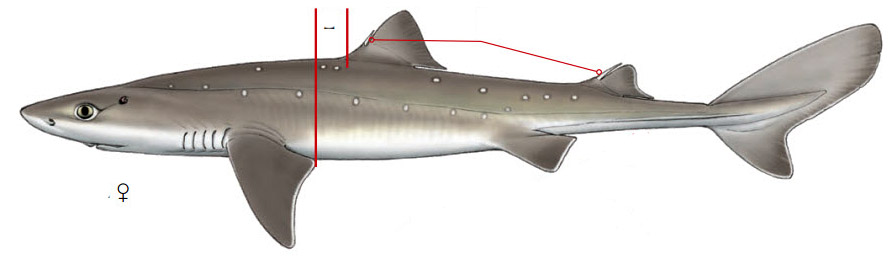 Squalus acanthias_010.jpg